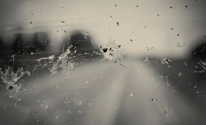 Event-Image for 'Insektensterben - Alles wird gut'