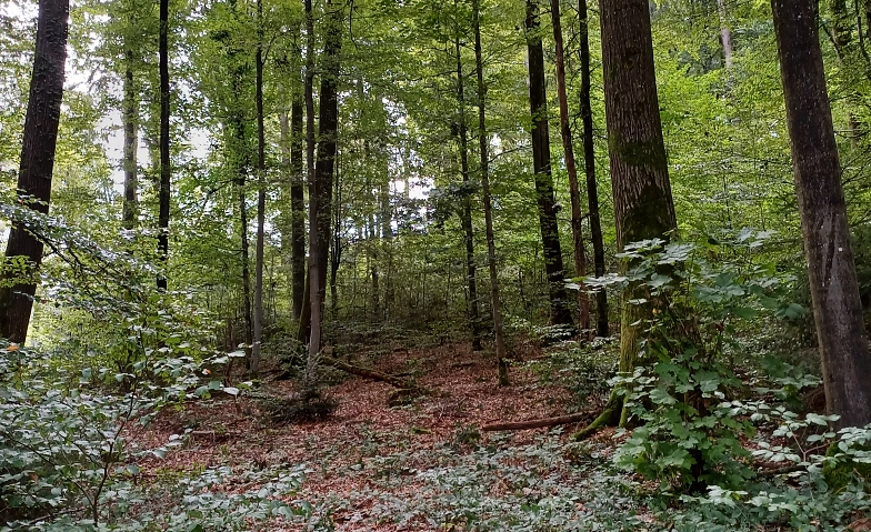 Achtsam den Wald geniessen mit einem Waldspaziergang ${singleEventLocation} Tickets