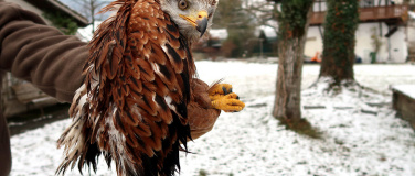 Event-Image for 'Besuch der Greifvogelstation: Greifvögel im Winter'