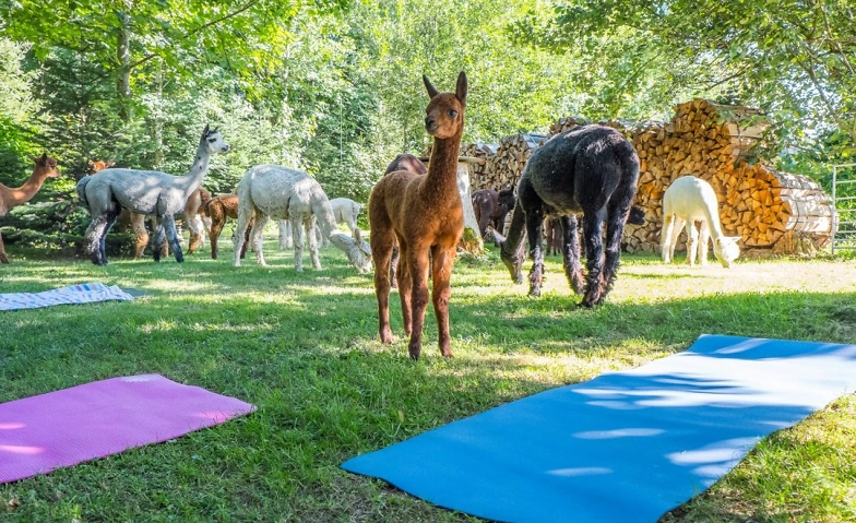 Event-Image for 'Yoga inmitten Alpakas Weisslingen'