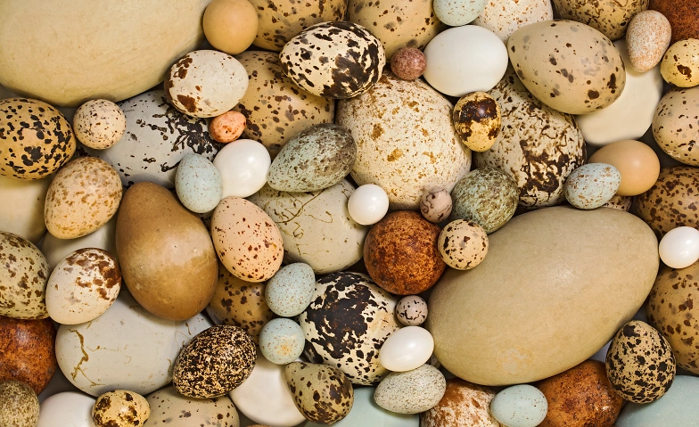 Event-Image for 'Ei, Ei, Ei - Ostereiersuche im Naturgarten'