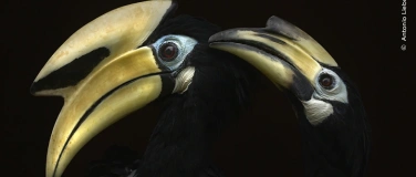 Event-Image for 'Sonntagsführung Wildlife Photographer of the Year'