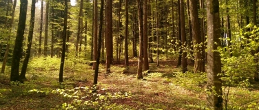 Event-Image for 'Bain de forêt avec Timothée'