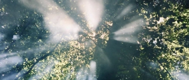 Event-Image for 'Bain de forêt avec Carine'