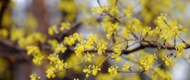 Event-Image for 'Botanische Exkursion "Frühblüher"'