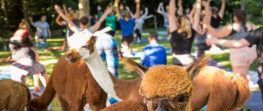 Event-Image for 'Muttertags- Yoga inmitten Alpakas in Oetwil am See'