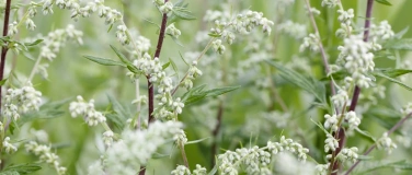 Event-Image for 'Noyer TCM Fortbildung mit Thomas Reis'