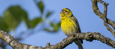 Event-Image for 'Naturschutzverein  Bülach: Stunde der Gartenvögel'
