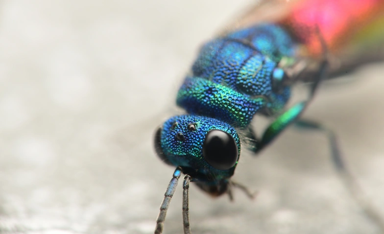 Event-Image for 'Käfer & kundig - die Insektenwelt im Niederamt'