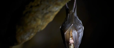 Event-Image for 'Naturama Kinderclub: Fledermaus-Abenteuer bei Dämmerung'