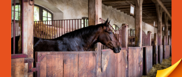 Event-Image for 'Verhaltenstherapie und Haltungsoptimierung Pferd'