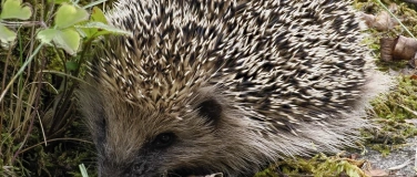 Event-Image for 'Naturschutzverein Bülach: Wie können wir dem Igel helfen?'
