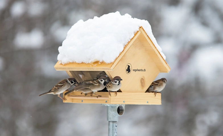 Event-Image for 'Schau rein - Fütterung im Winter'