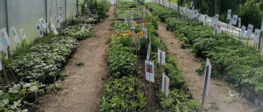 Event-Image for 'Biosetzlingsmarkt'