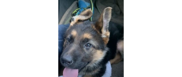 Event-Image for 'Dein Hund als treuer Begleiter überall und jederzeit!'