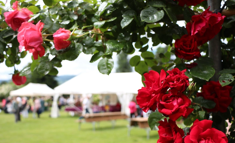 Event-Image for 'Rosenfest mit Handwerkskunstmarkt'