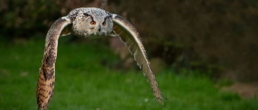 Event-Image for 'Nocturnowl. Ein Eulen-Erlebnis'
