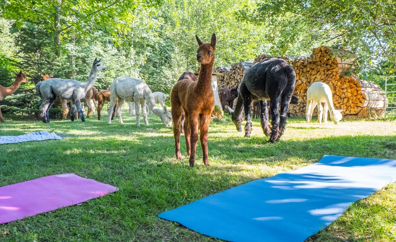 Yoga inmitten Alpakas in Giswil Tickets