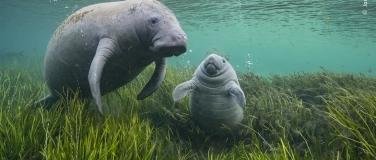 Event-Image for 'Visite guidée en français Wildlife Photographer of the Year'