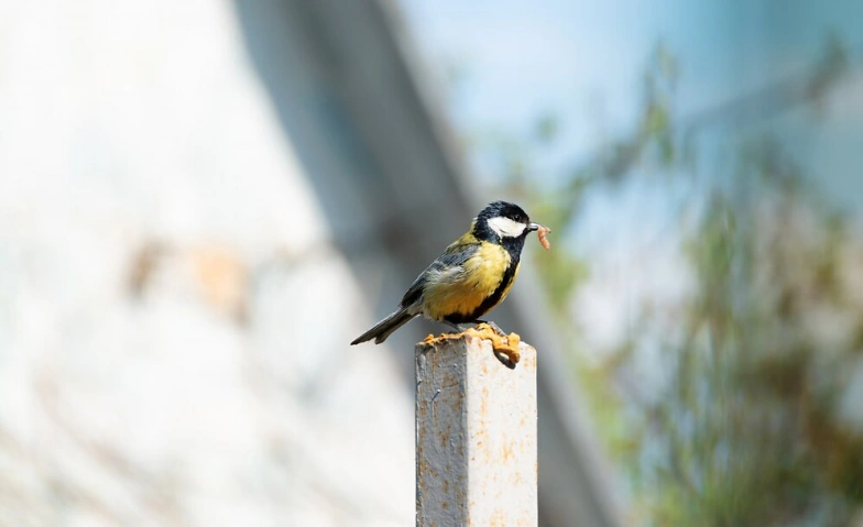 Tag der Biodiversit&auml;t in der Umwelt Arena Tickets
