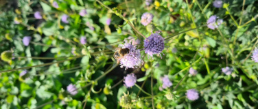 Event-Image for 'Lebensräume im naturnahen Garten für Mensch, Fauna und Flora'