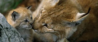Event-Image for 'Mit der Wildhut auf den Spuren des Luchses'