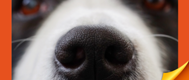 Event-Image for 'Fachkurs Nasenarbeit für Hundesport'
