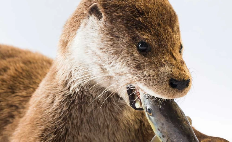 Event-Image for 'Zwergliführung «Spezialisten–die Rosinenpicker im Tierreich»'