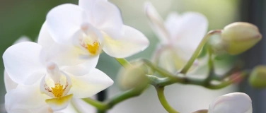 Event-Image for 'Kurs: Orchideen in ihrer Blütenprach'