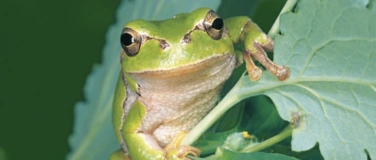 Event-Image for 'Froschfaszination im LzE Garten'