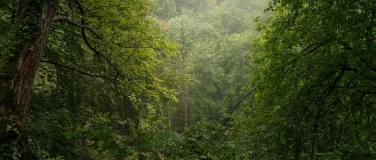 Event-Image for 'Zu Tisch im Wald: Gespräch und Lesung mit Peter Stamm'