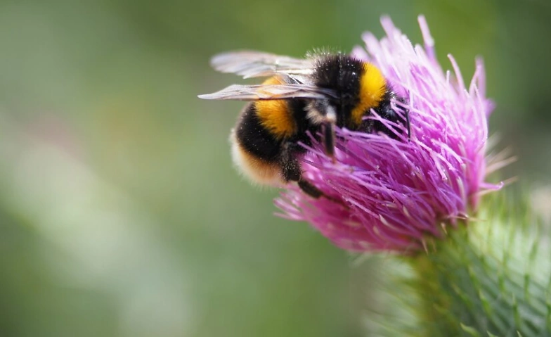 Tag der Biodiversit&auml;t in der Umwelt Arena Tickets