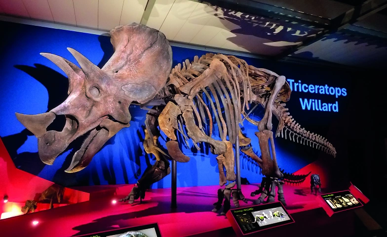Event-Image for '«Willard» - der weltgrösste Triceratops'