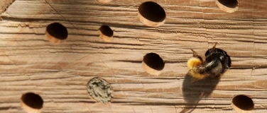 Event-Image for 'Walk-in Basteln: Baue ein Insektenhotel aus Naturmaterialien'