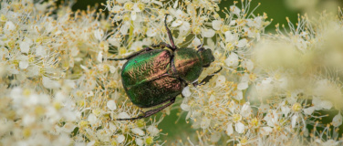 Event-Image for 'Wunderwelt der Insekten'