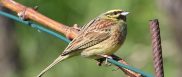 Event-Image for 'Grundkurs Vogelkunde'